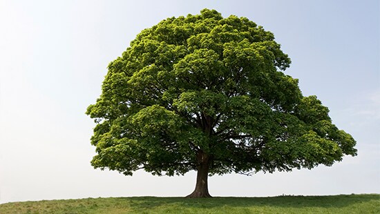 environmentandconservation